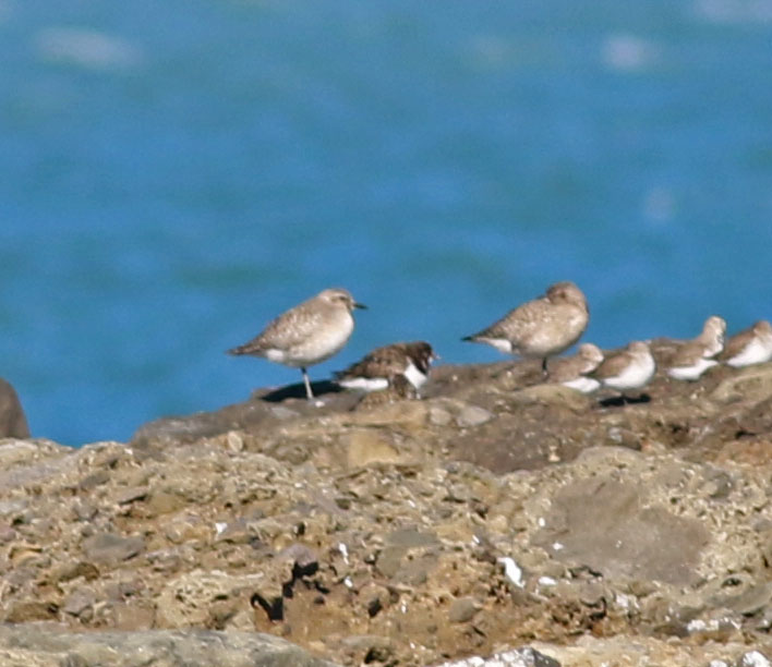Ruddy Turnstone